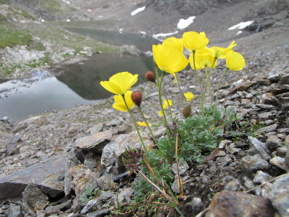 Sentieri ferrati, sentieri fioriti: i fiori dell''Albiolo